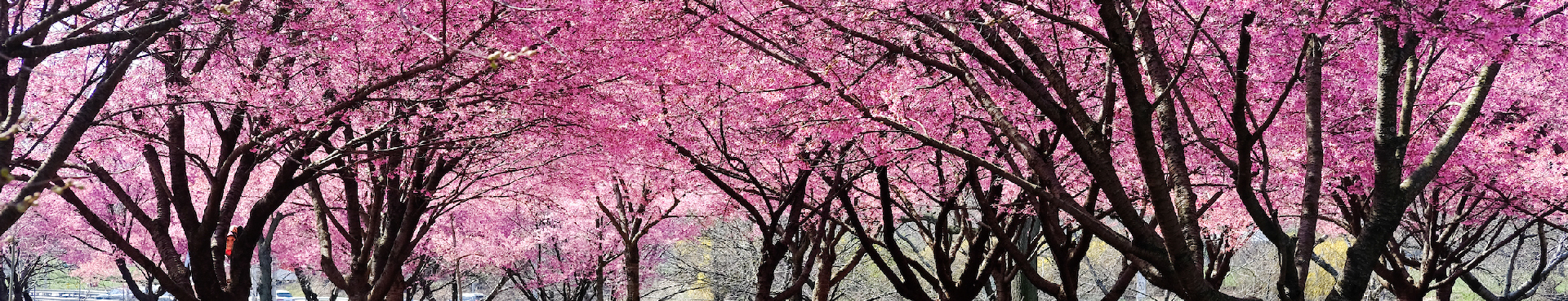 Profile Cover